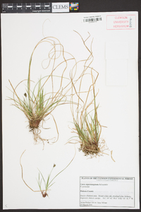 Carex nigromarginata image