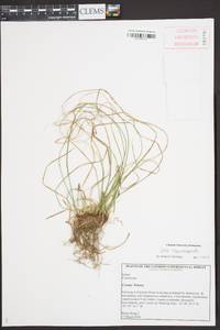 Carex nigromarginata image