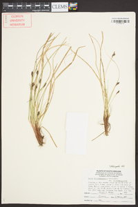 Carex nigromarginata image