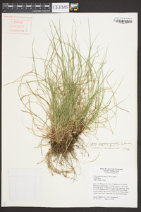 Carex nigromarginata image