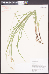 Carex oblita image