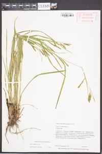 Carex oblita image