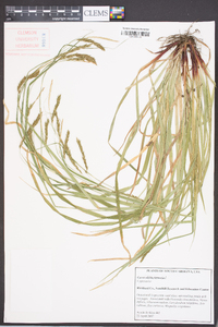 Carex oblita image