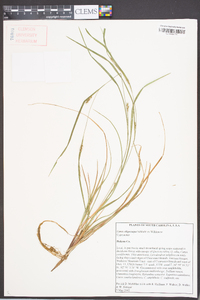 Carex oligocarpa image