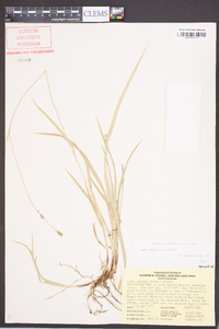 Carex oxylepis image