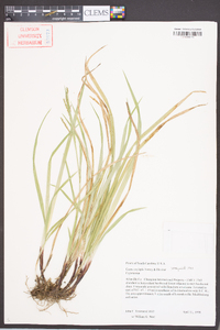 Carex oxylepis image