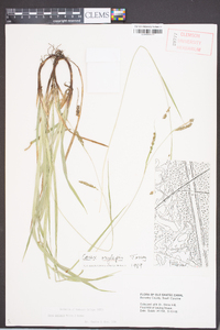 Carex oxylepis image