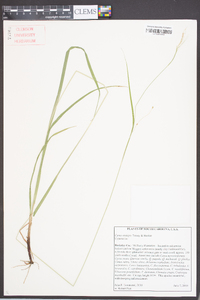 Carex oxylepis image
