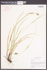 Carex oxylepis image