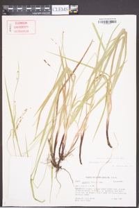 Carex oxylepis image