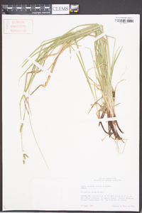 Carex oxylepis image