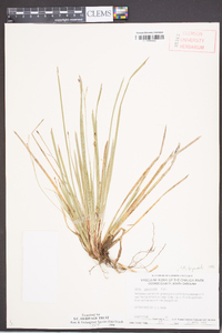 Carex pedunculata image