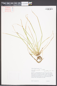 Carex pedunculata image