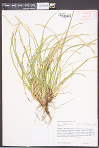 Carex pedunculata image