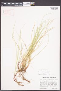 Carex physorhyncha image