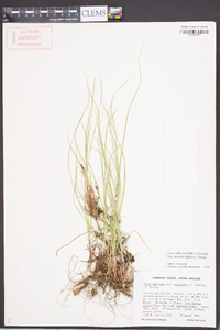 Carex albicans var. australis image