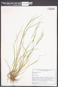 Carex planispicata image