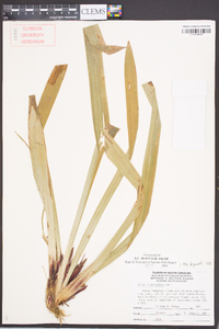 Carex plantaginea image