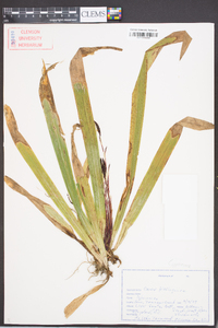 Carex plantaginea image