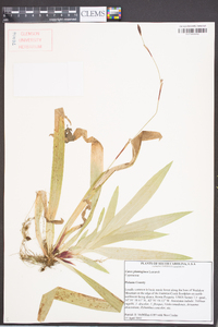 Carex plantaginea image