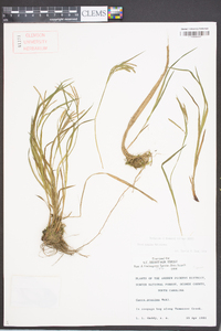 Carex prasina image