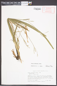 Carex radfordii image