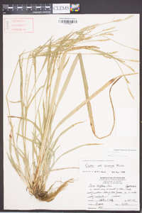 Carex radfordii image