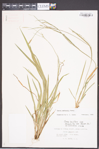 Carex radfordii image