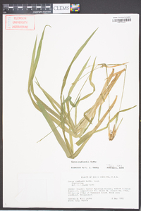 Carex radfordii image