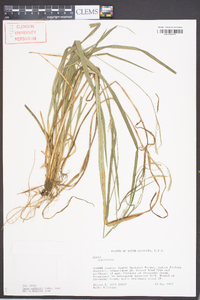 Carex radfordii image