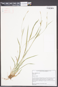 Carex radfordii image