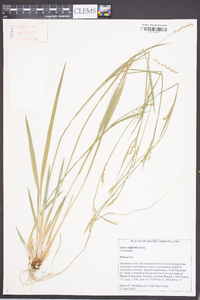 Carex radfordii image