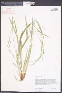 Carex radfordii image