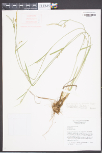 Carex radfordii image