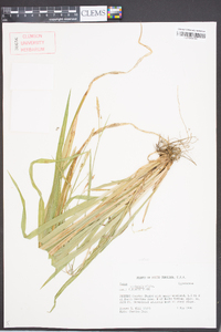 Carex striatula image