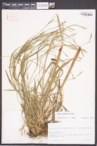 Carex radfordii image