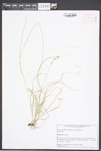 Carex retroflexa image