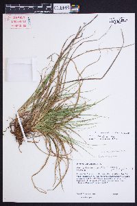 Carex umbellata image