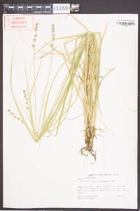 Carex ruthii image