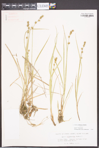 Carex ruthii image