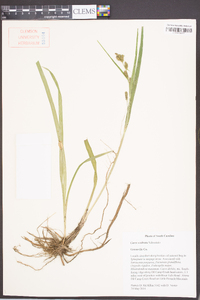 Carex scabrata image