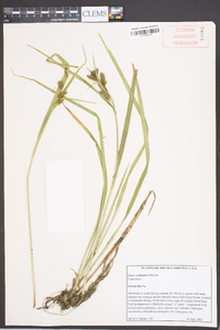 Carex scabrata image