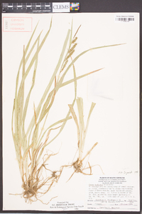 Carex scabrata image