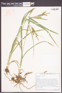 Carex scabrata image