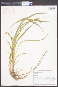 Carex scabrata image