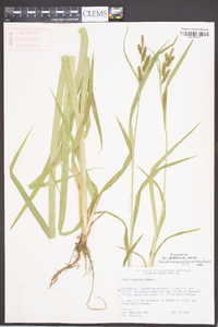 Carex scabrata image