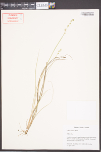 Carex seorsa image