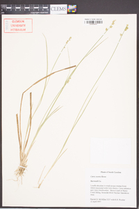 Carex seorsa image