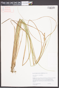 Carex striata image