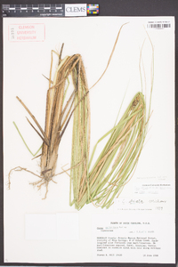 Carex striata var. brevis image